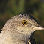 Höksångare, Sundre 20080604